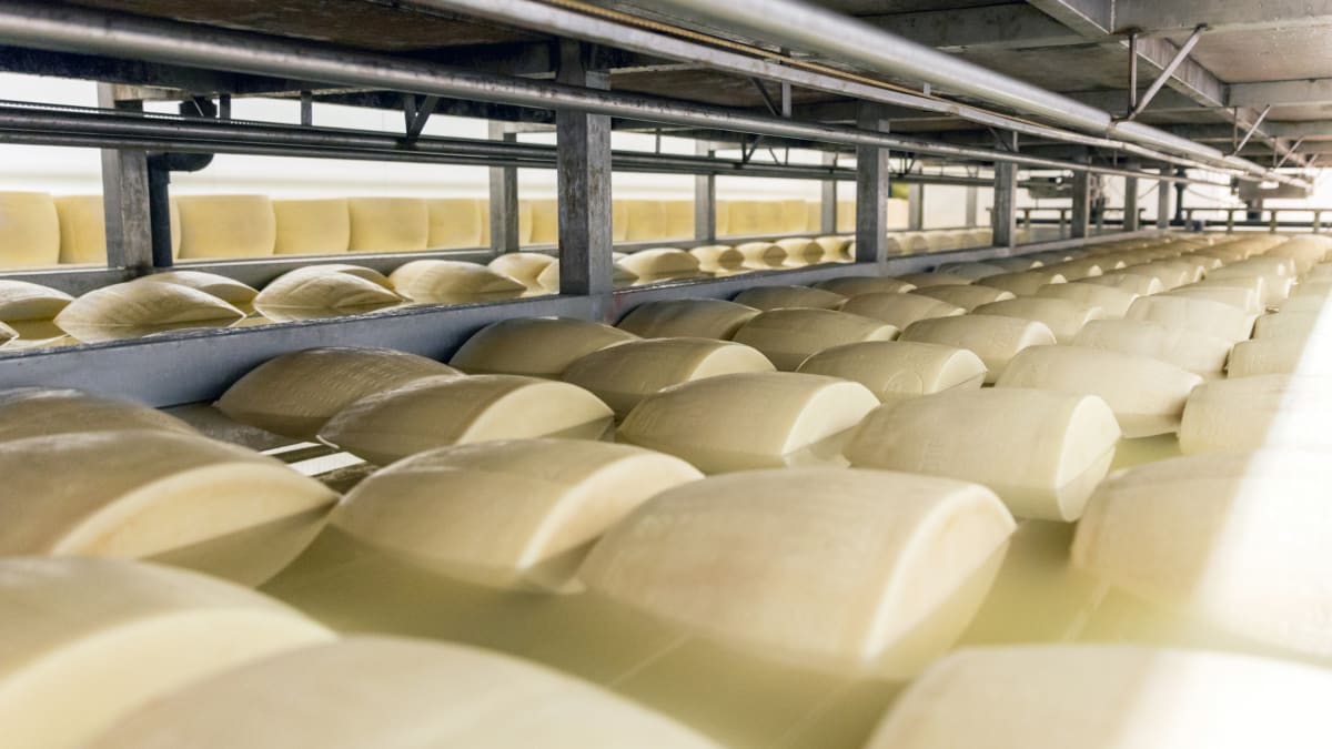 Cheese production hot sale