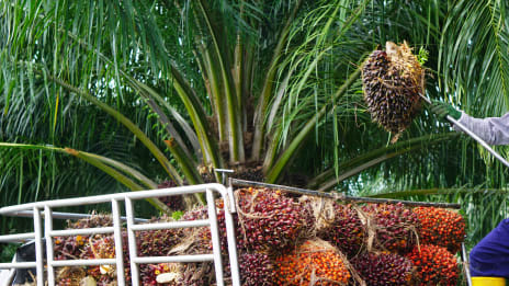 Palm oil production