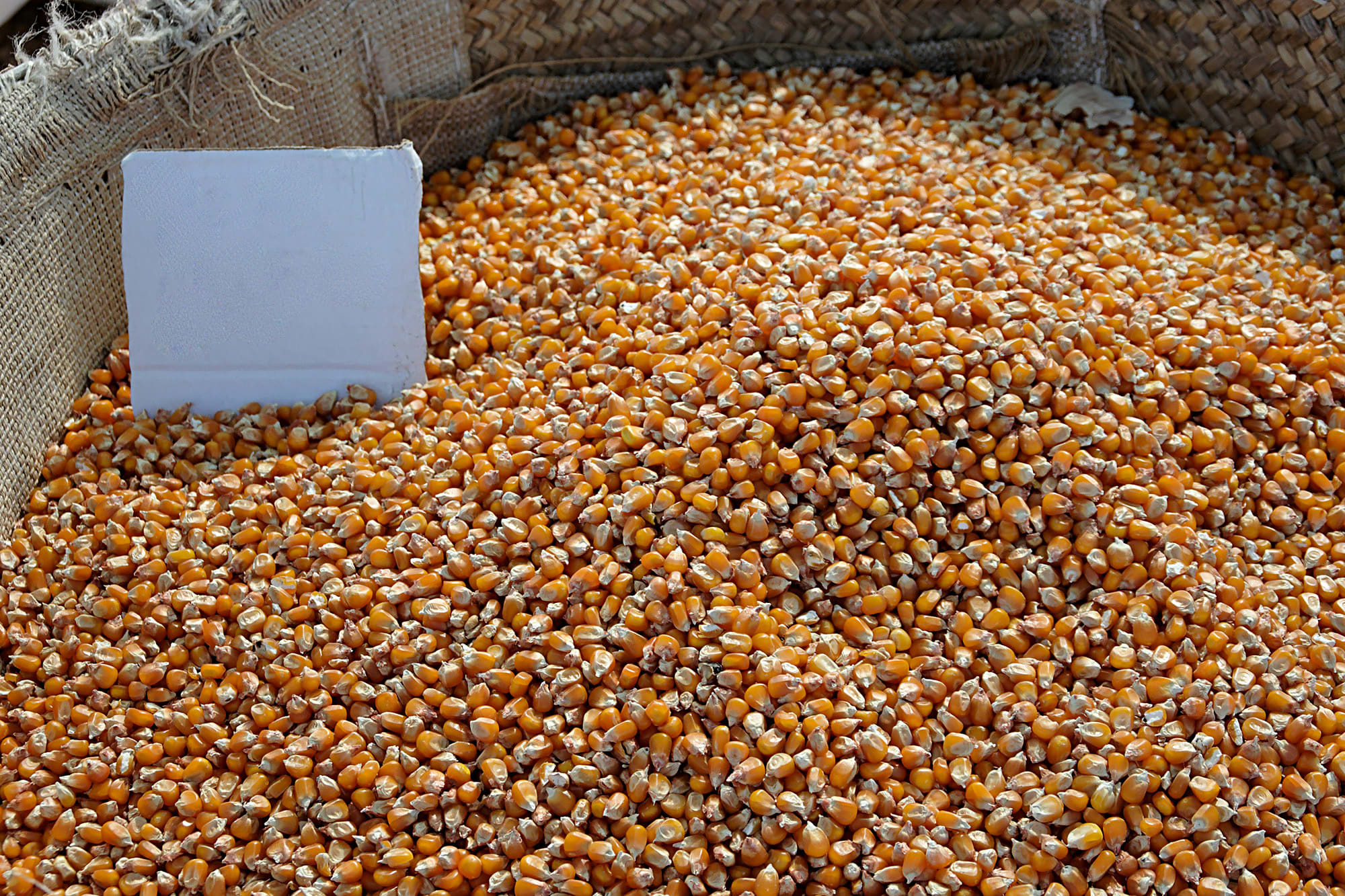 Corn as raw material for starch production