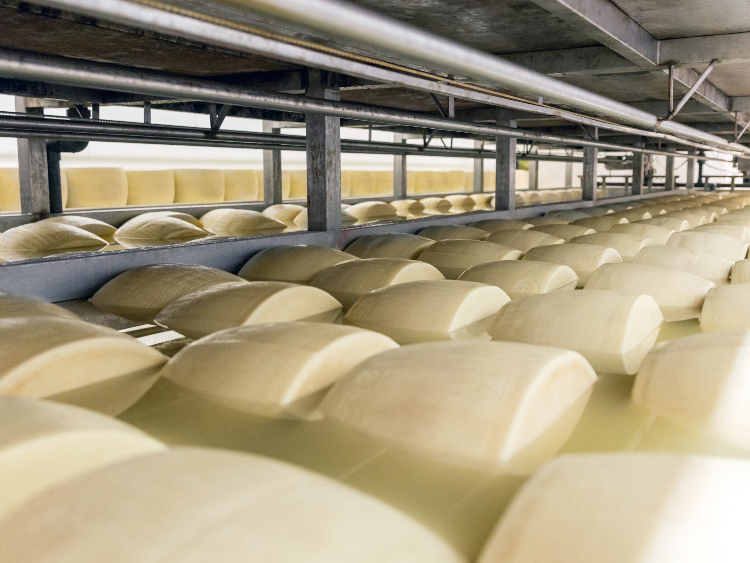 Butter & cheese production in the food & beverage industry Salting parmesan cheese in factory iniItaly